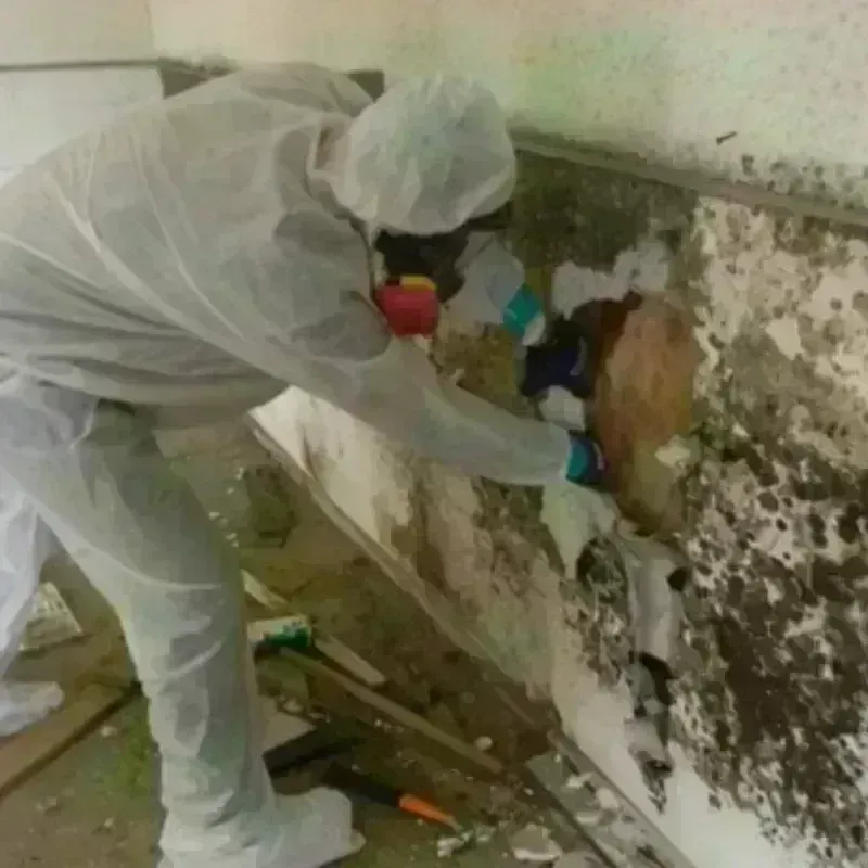 Mold Remediation and Removal in Loves Park, IL